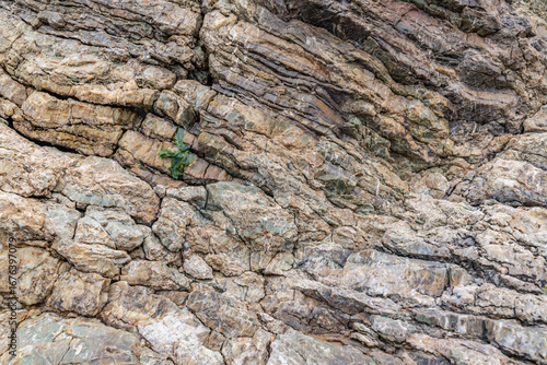 Chert / sedimentary rock. commonly with thin interlayers of reddish-brown shale, graywacke and greenstone. Coyote Point, San Mateo, California. San Francisco / Bay