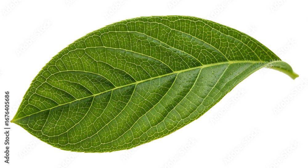 Obraz premium A single green leaf isolated on a white background