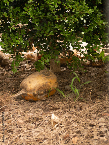 Vegetarian organic pumpkin on the soil ground