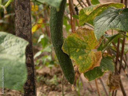 Vegetarian organic vegetables and cucumber