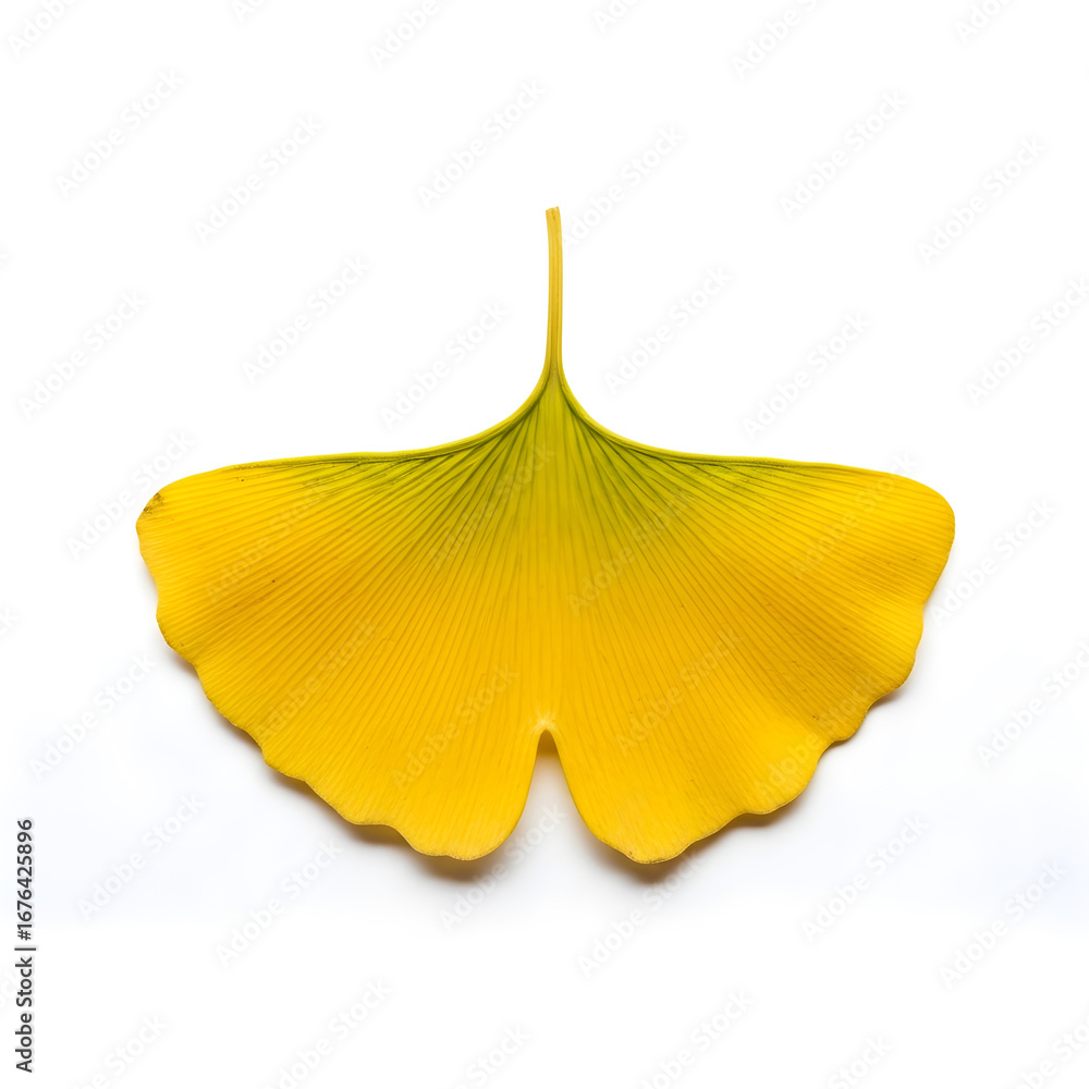 Fototapeta premium A single yellow ginkgo leaf
