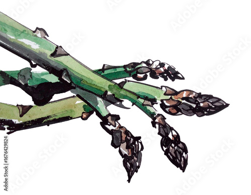 Hand-drawn asparagus illustration. Charm. Hand-drawn style. Brush-drawn material. Agriculture. Root vegetables. Harvest. Vegetables.