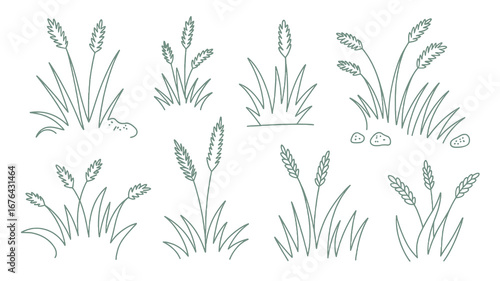Delicate green line art illustrations of wild grasses and seed heads sprouting from the earth with subtle stone accents