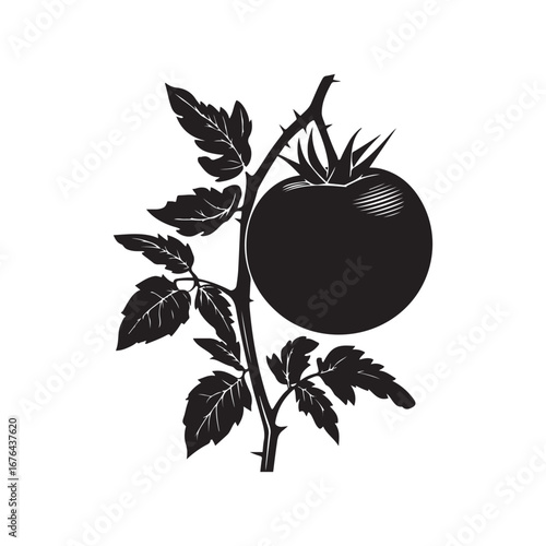 Silhouette of Tomato Fruit on Branch with Leaves and Thorns