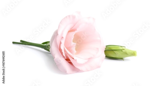 Delicate light pink flower with bud