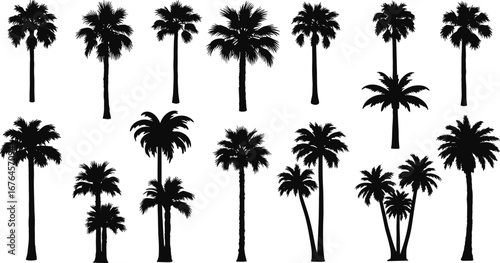 Collection of palm tree silhouettes, tropical beach coconut trees, summer nature design, exotic island landscape, black vector palm illustration artwork
