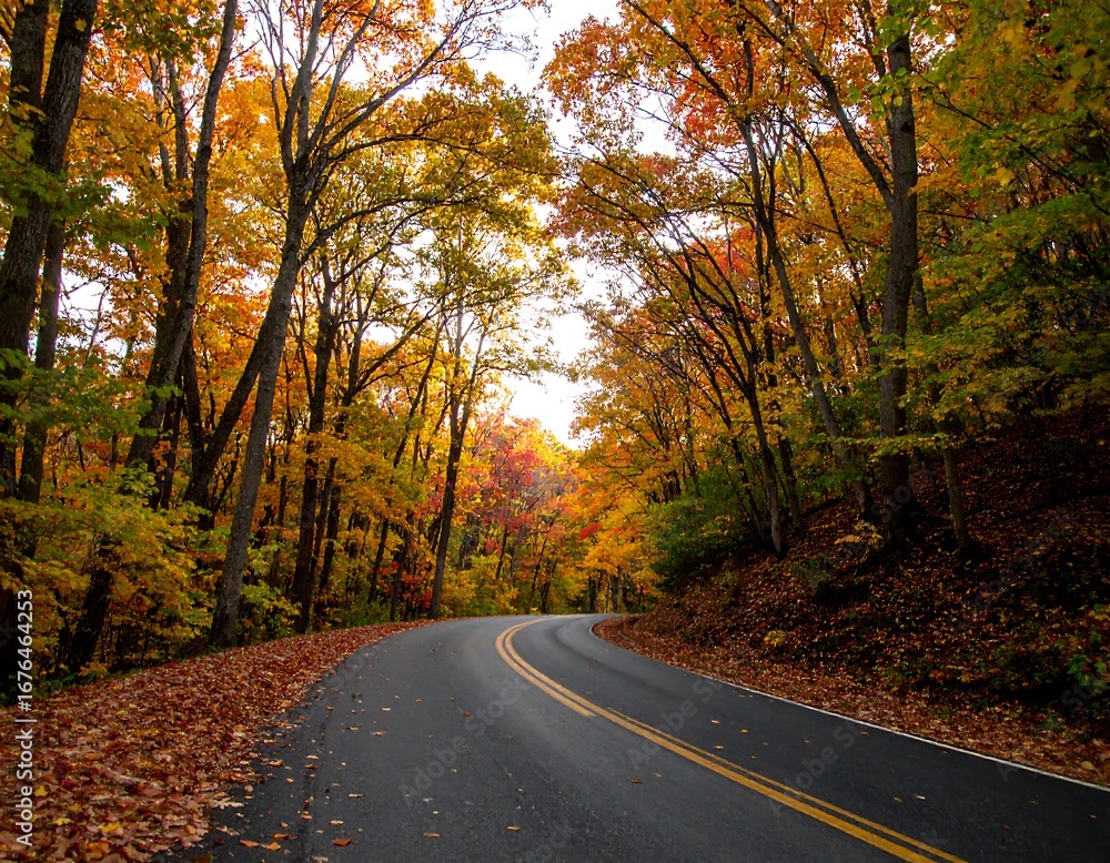 Fototapeta premium Autumn road through colorful forest (1)