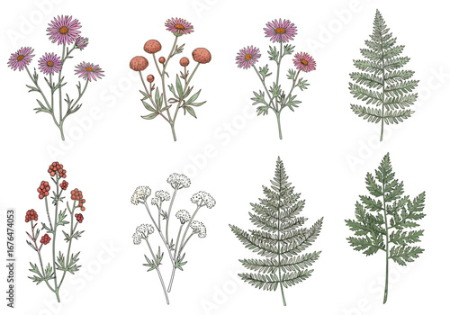 Delicate botanical illustrations of wildflowers and ferns bring natural beauty to any design project