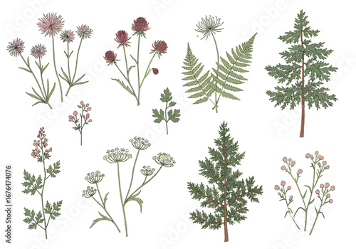 Elegant botanical illustrations capture delicate wildflowers, ferns, and evergreen trees with natural charm.