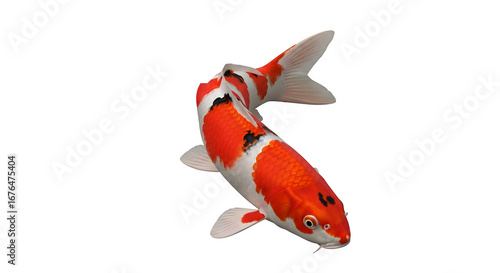 Elegant koi fish swimming gracefully in a dark pond with vibrant colors shining through