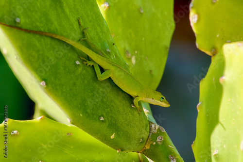 Anole on Cactus