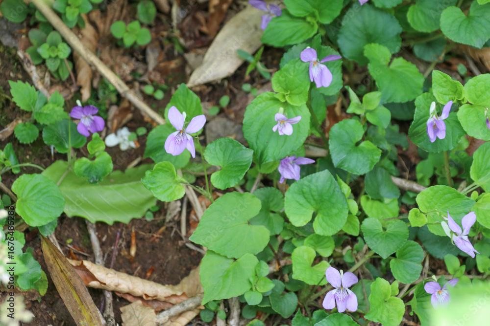 Obraz premium 春の佐渡島。トンデン山に咲くオオタチツボスミレ。