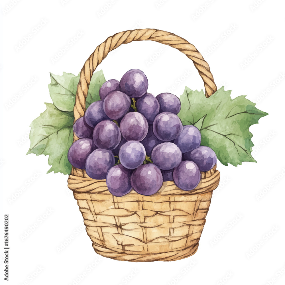 Fototapeta premium a cute Grape fruit on a basket