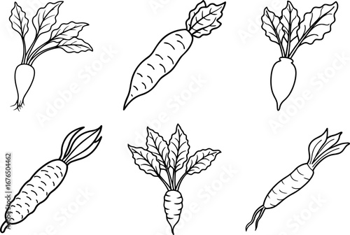 Set of horseradish outline vector illustration line art