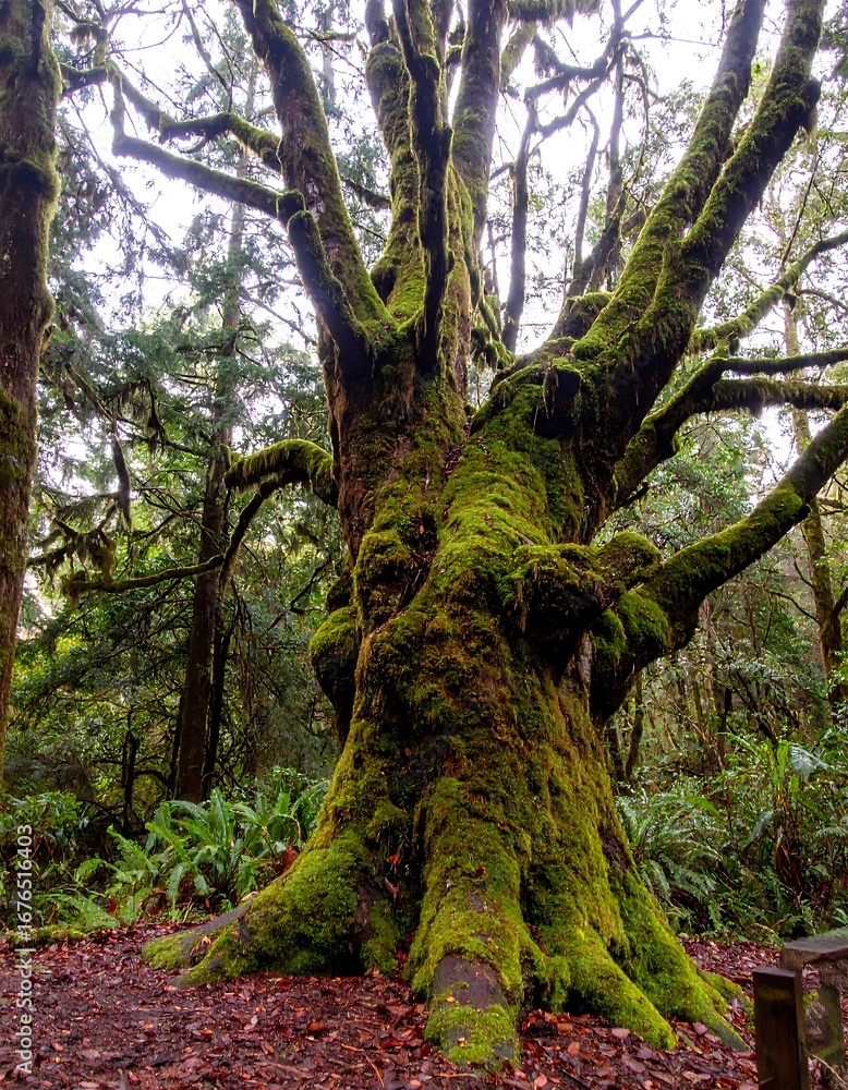 Fototapeta premium Ancient mossy tree in forest