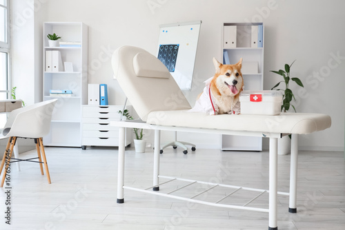 Cute Corgi dog with doctor'...