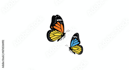 Elegant butterfly duet in striking colors against a pristine white background creates beautiful imagery