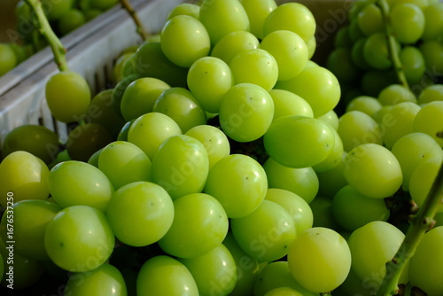 新鮮なシャインマスカットの房（クローズアップ）