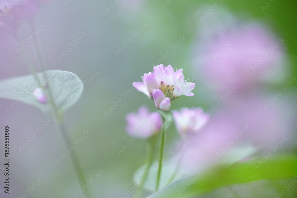 Obraz premium ミゾソバの花