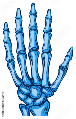 Human hand skeleton bone structure in vibrant blue with detailed joints and phalanges