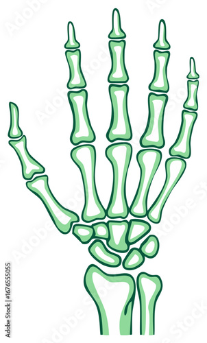 Human Hand Skeleton Bone Structure Anatomy Medical Science Diagram Illustration