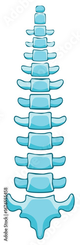 Human spine illustration shows the vertebrae and spinal cord health concept