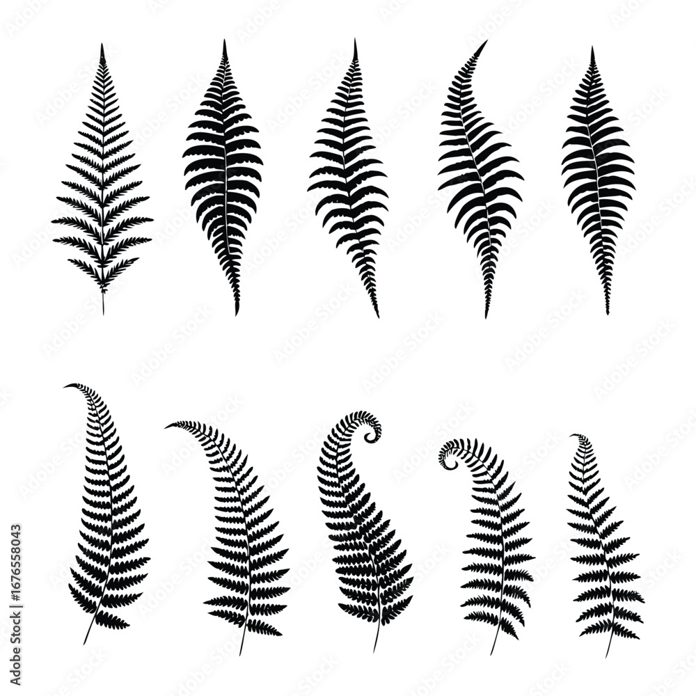 Naklejka premium Fern Leaf Silhouette Collection – 10 Botanical Vector Illustrations