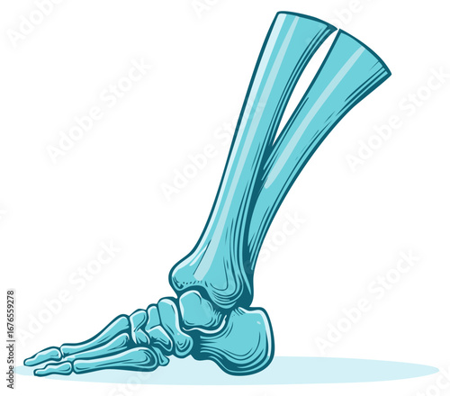 Illustration of skeletal structure: Human foot and lower leg bones in blue