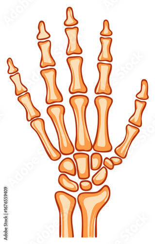 Simplified anatomical illustration of the human hand skeleton bones structure for educational purposes