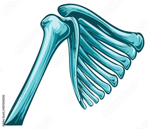 Anatomical Illustration of the Human Shoulder Joint and Rib Cage Bones in Blue Tones