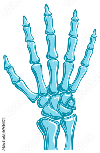 Cartoon Style Hand Skeleton Structure Palm Fingers Bone Anatomy Medical Illustration