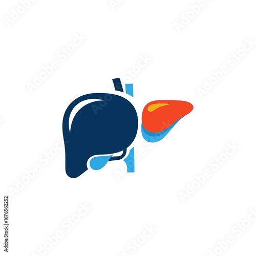 Illustration of the human liver, a vital organ for digestion and detoxification.