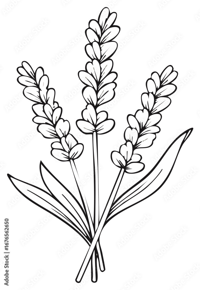 Fototapeta premium Clean line art botanical drawing of aromatic lavender flowers and leaves