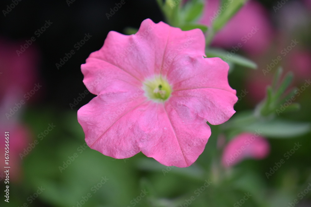 Obraz premium close up of a pink flower