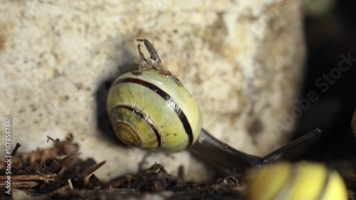The snail climbed onto another one. Two snails are crawling on the ground. Animal life. Macro photography of tiger snails.