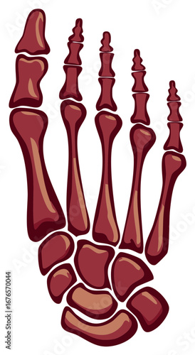 Medical illustration of human foot bone anatomy isolated for educational content.