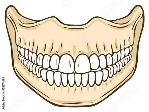 Cartoon Jaw Anatomy with Teeth Set in Bone Structure Illustration Close Up
