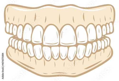 False teeth illustration with realistic gums and full set of dentures for education or marketing
