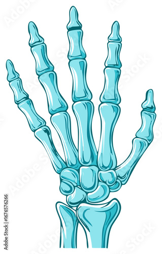 Stylized Human Hand Skeleton Anatomy Bones Fingers Illustration Isolated