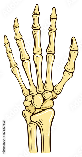 Hand skeleton, medical illustration, anatomy of bones in hand, skeletal structure