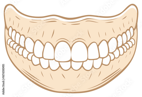 Clean cartoon illustration of a full set of human teeth and healthy gums