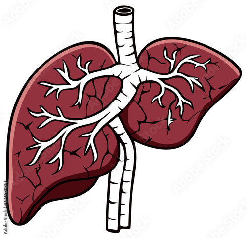 Illustrated Human Liver and Blood Vessels Internal Organ Anatomy Medical Graphic