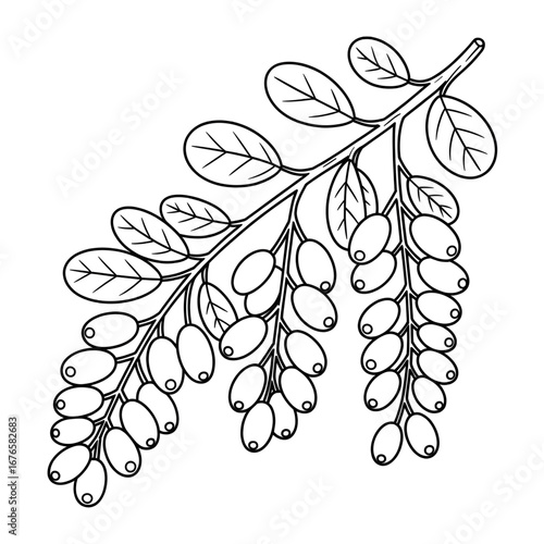 A barberry fruit illustration vector style coloring page