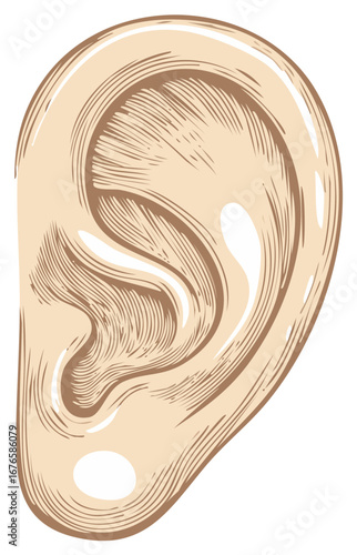 Illustrated drawing of a human ear, anatomy of the ear, auditory concept