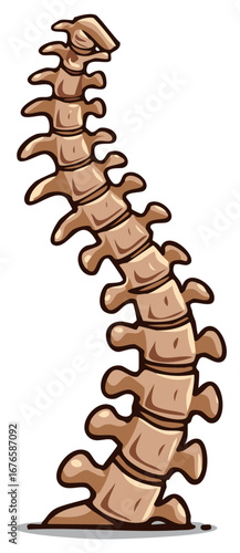 Stylized cartoon illustration of a curved human spinal column for anatomy and medical use