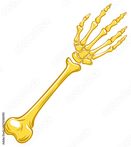 Stylized Skeleton Hand and Forearm Bone Illustration