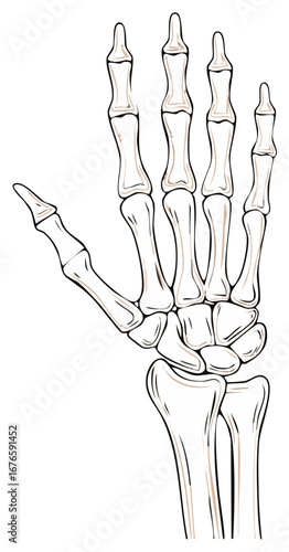 Illustration of a detailed human hand skeleton with bones clearly defined