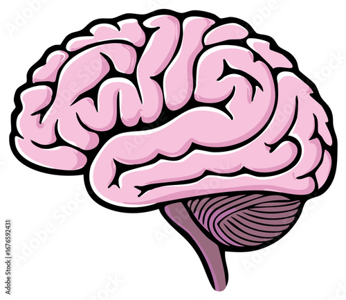 Cartoon illustration of human brain showing the cerebrum and cerebellum in pink.