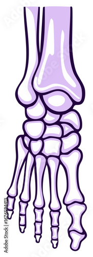 Cartoon Foot Bones Anatomy Skeletal Structure Depiction in Lilac and White