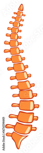 Spinal Anatomy Illustration of Human Spine, Vertebral Column Health, Orange Cartoon Style, Medical Healthcare Concepts